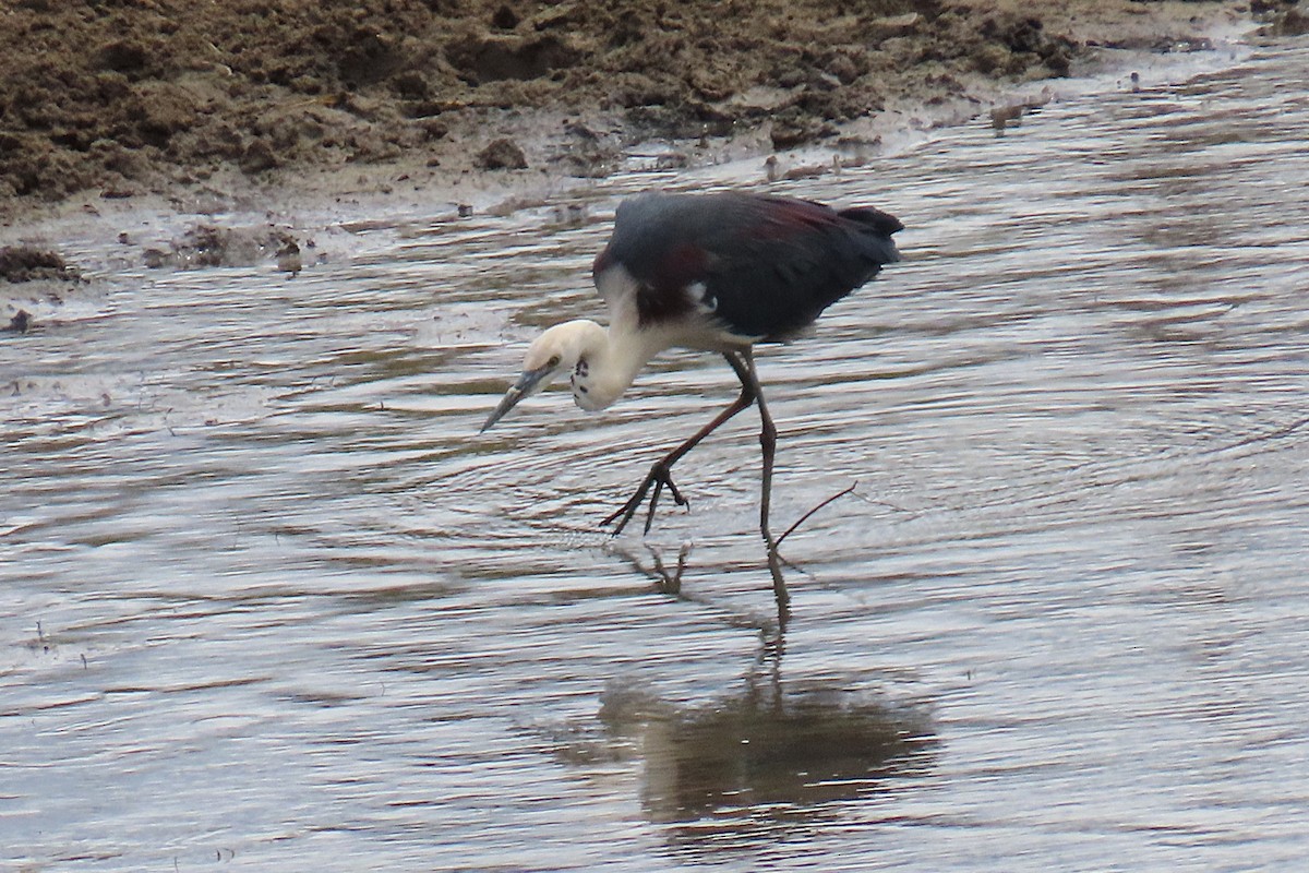 Pacific Heron - ML644294092