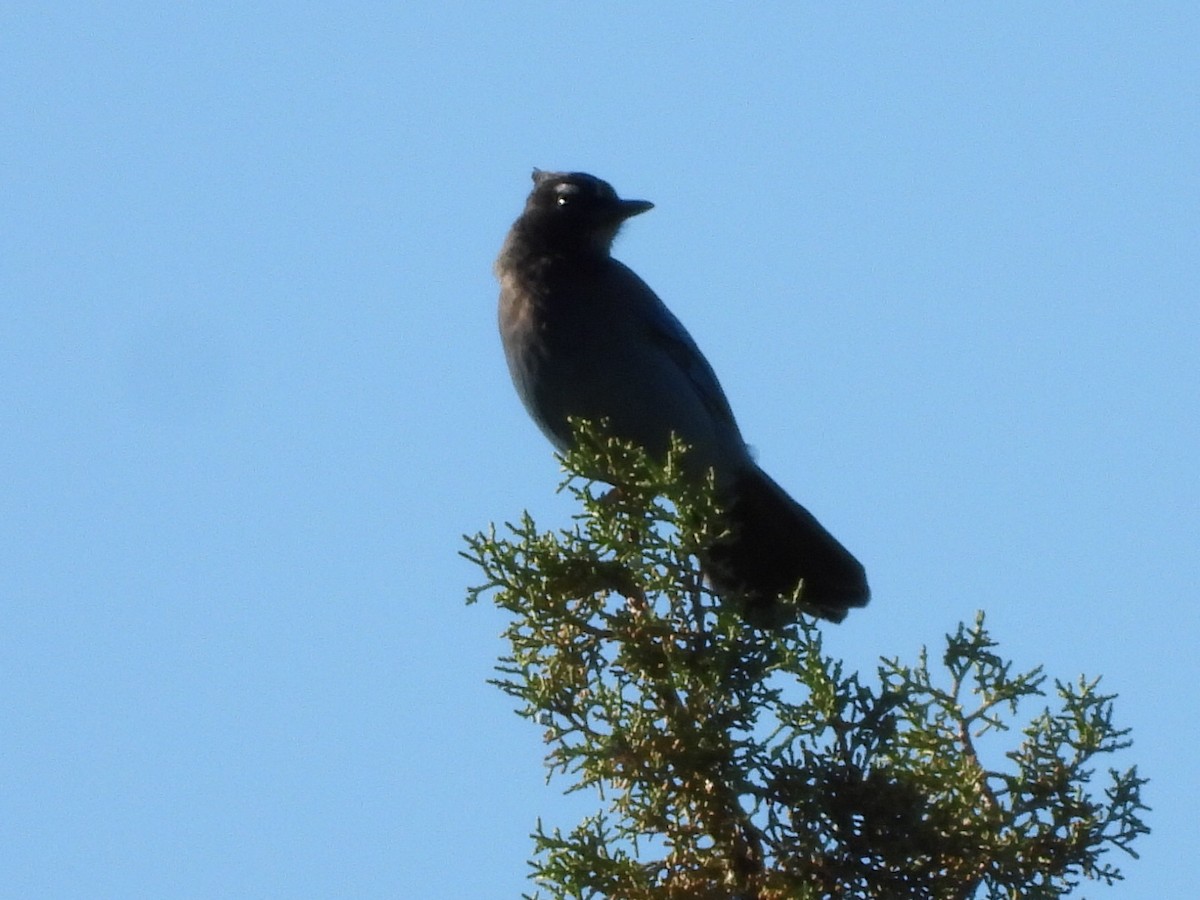 Steller's Jay - ML644294093