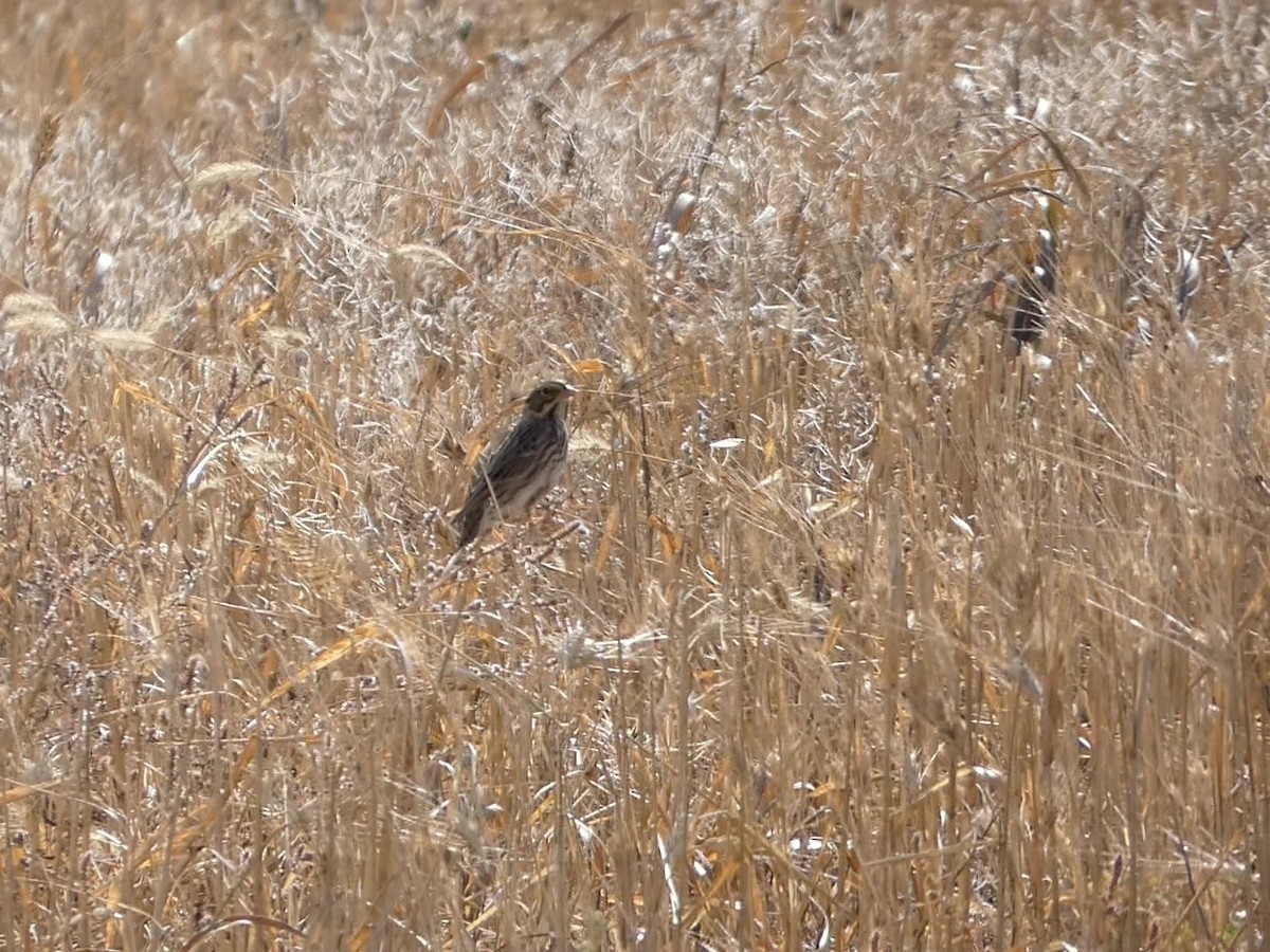 גיבתונית ערבות - ML644294094