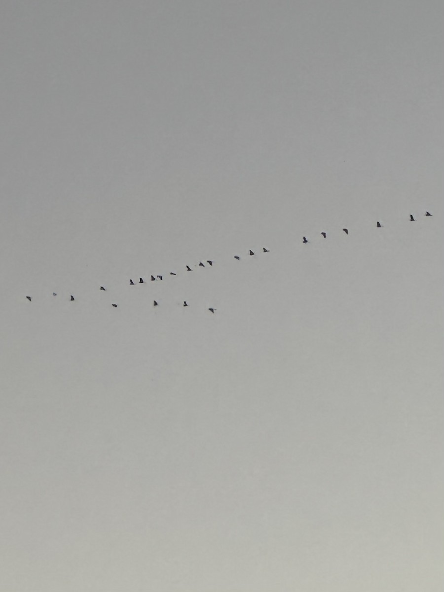 עגור קנדי - ML644294095