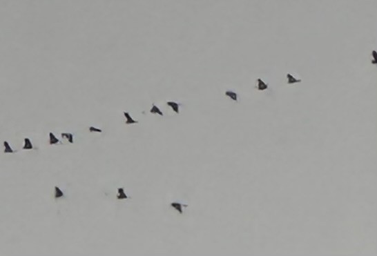 עגור קנדי - ML644294096