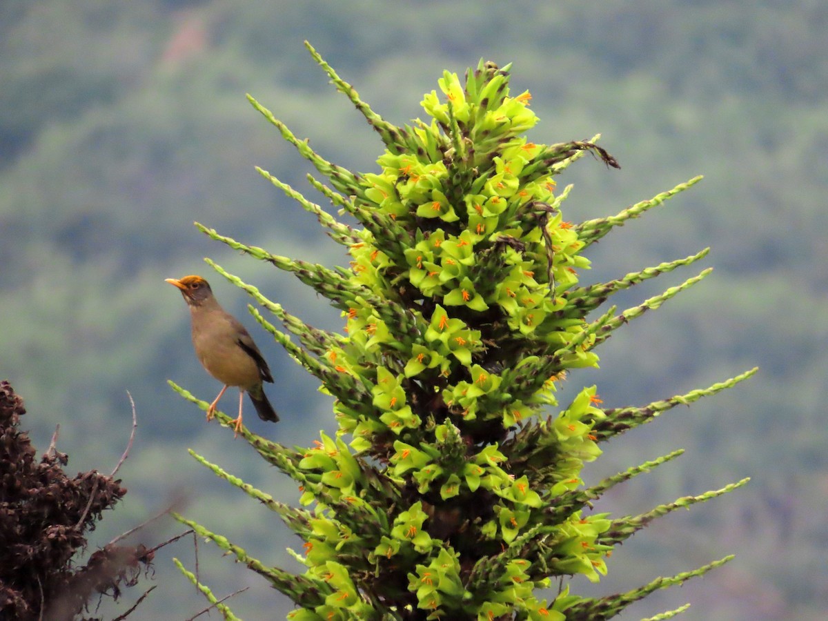 Austral Thrush - ML644294097