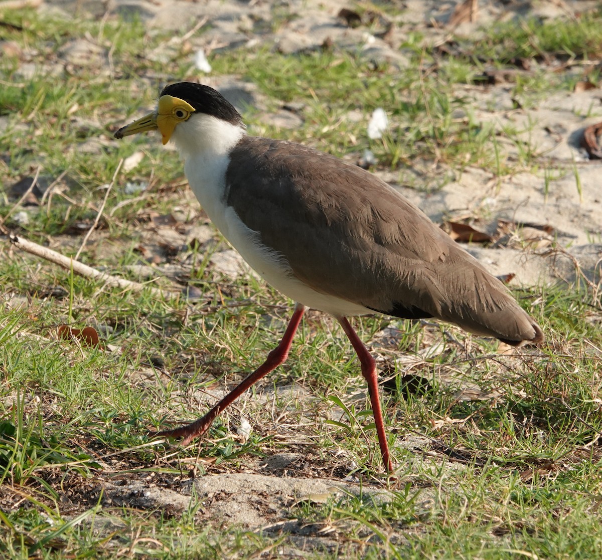 čejka australská - ML644294098