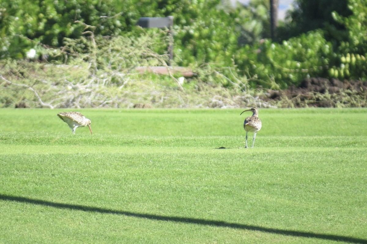 Bristle-thighed Curlew - ML644294099