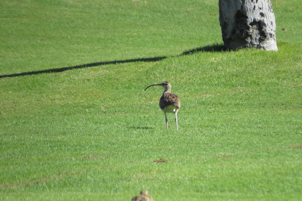 Bristle-thighed Curlew - ML644294100