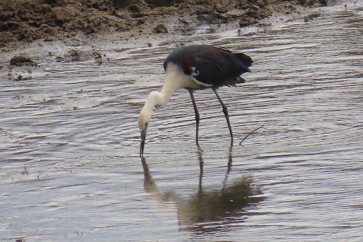 Pacific Heron - ML644294101