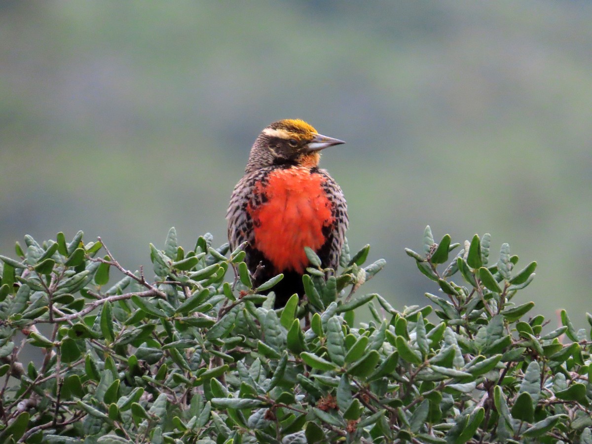 Long-tailed Meadowlark - ML644294102