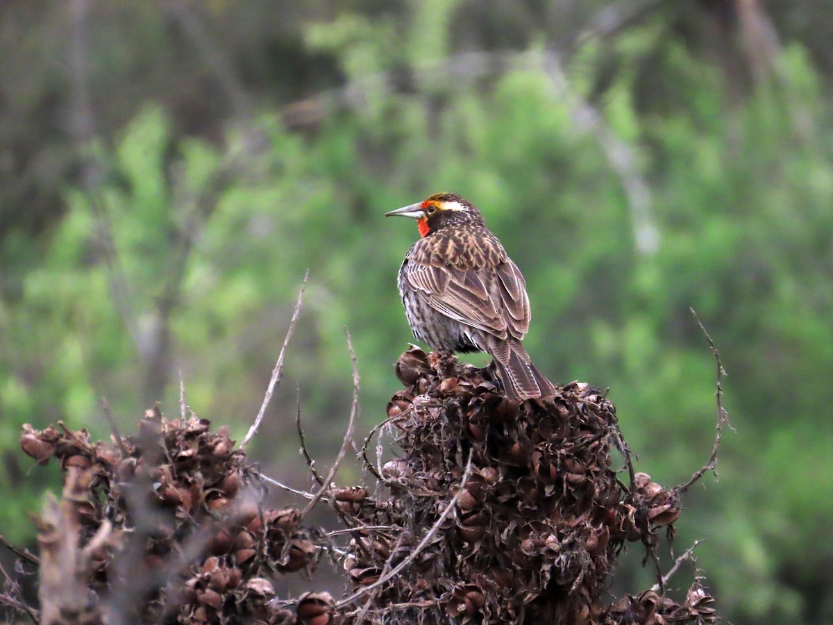 Long-tailed Meadowlark - ML644294103