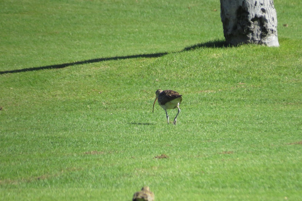 Bristle-thighed Curlew - ML644294104