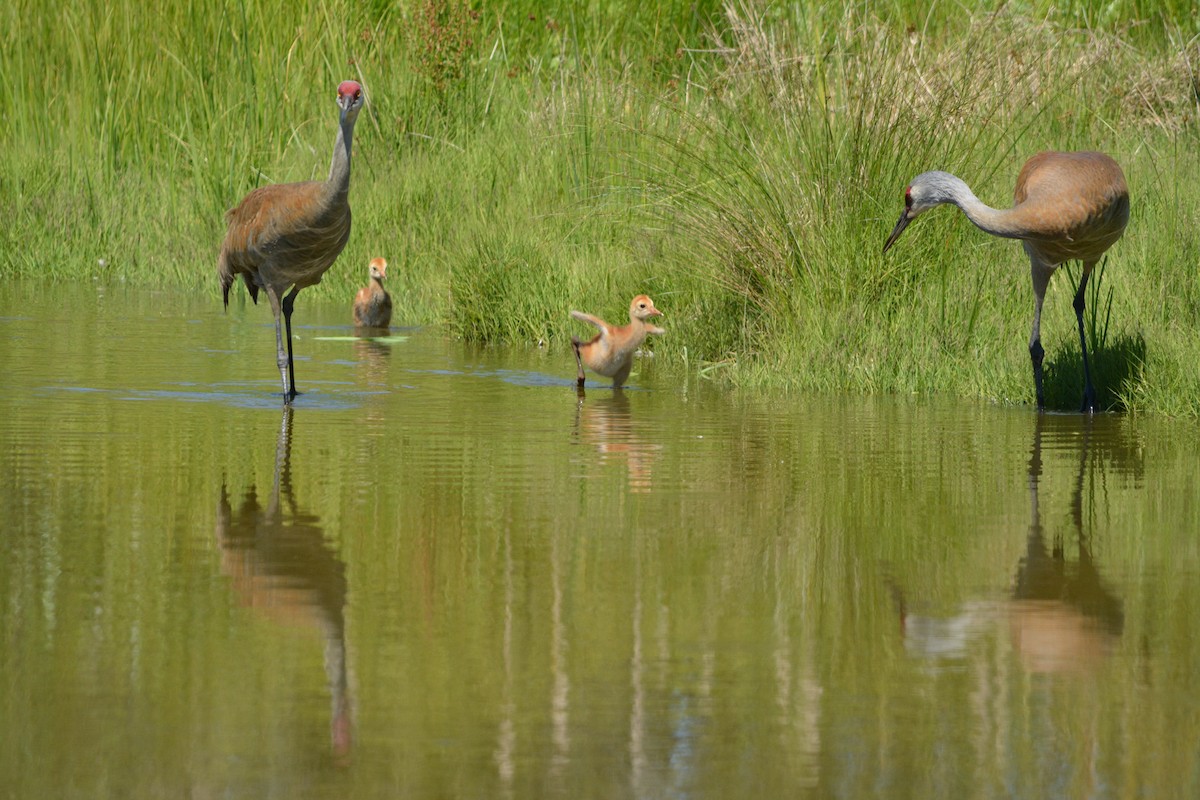 עגור קנדי - ML644294105