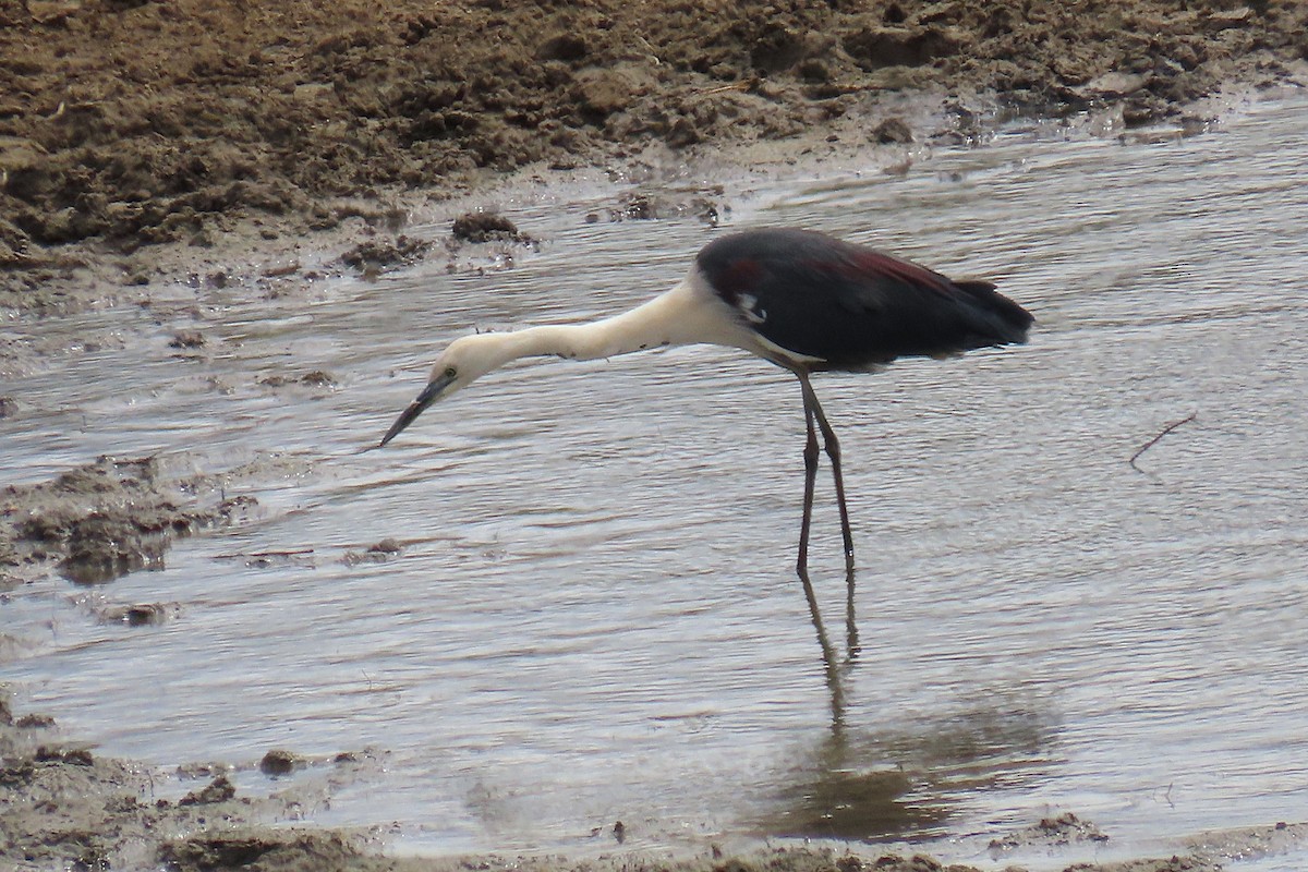 Pacific Heron - ML644294107