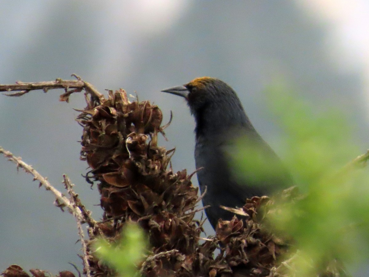 Austral Blackbird - ML644294108