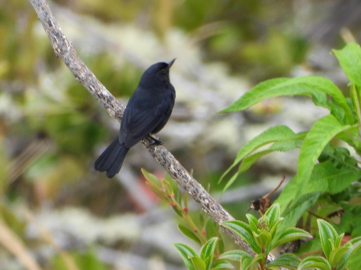 Black Flowerpiercer - ML644294109
