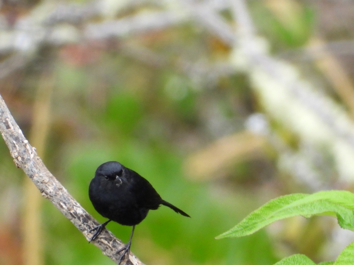 Black Flowerpiercer - ML644294110