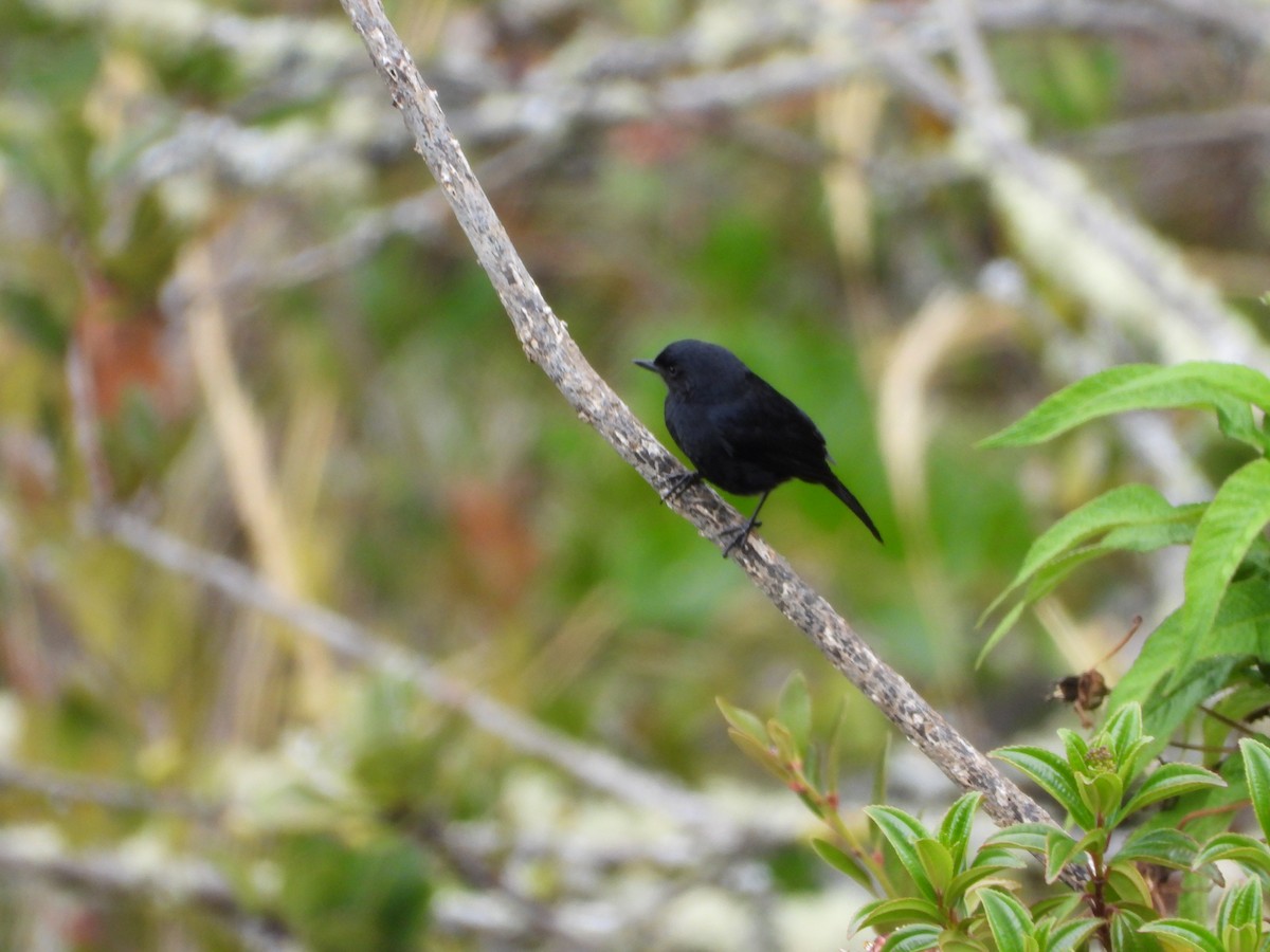 Black Flowerpiercer - ML644294111