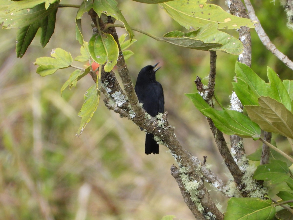 Black Flowerpiercer - ML644294112