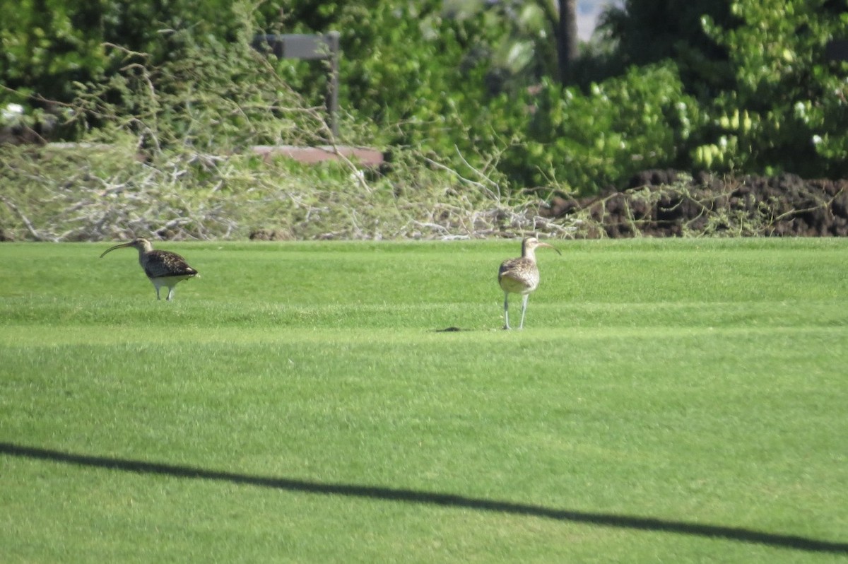Bristle-thighed Curlew - ML644294113