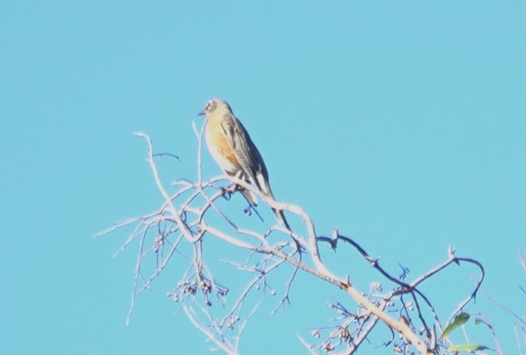קיכלי נודד - ML644294114