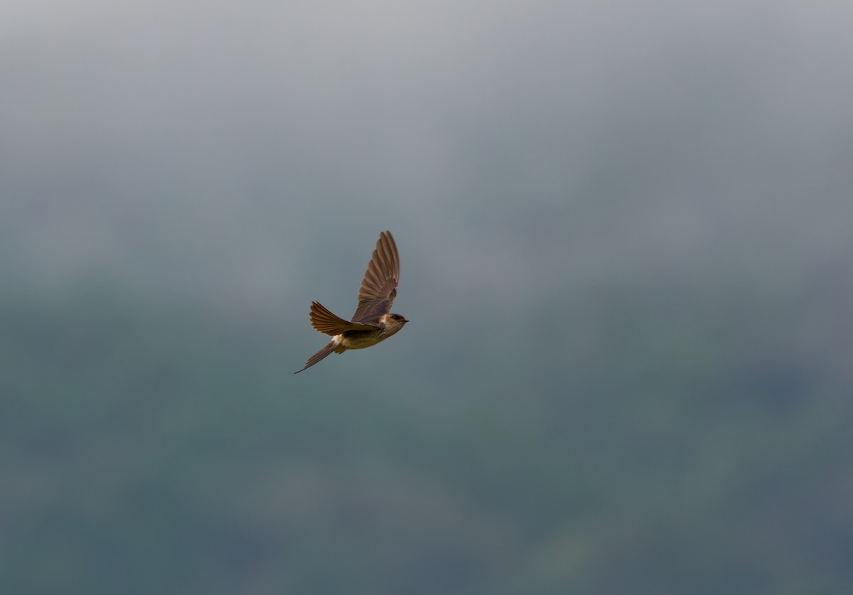 סנונית מערות מזרחית - ML644294117