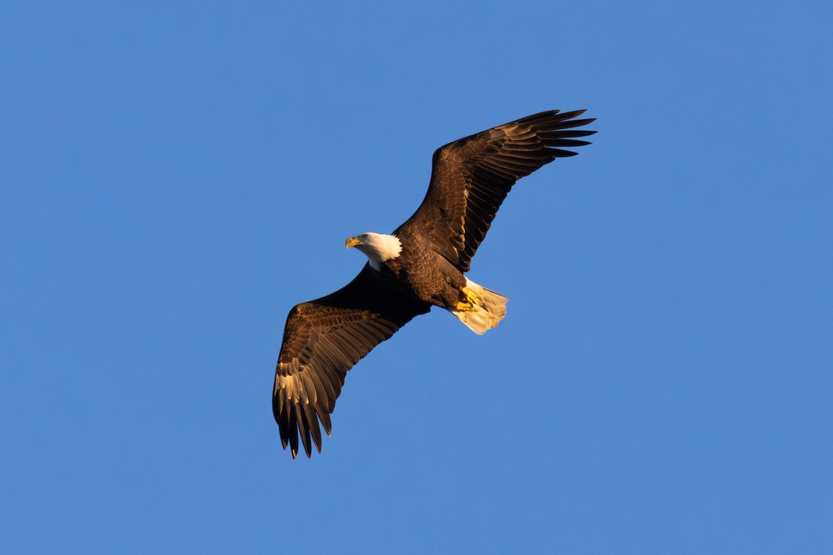עיטם לבן-ראש - ML644294119