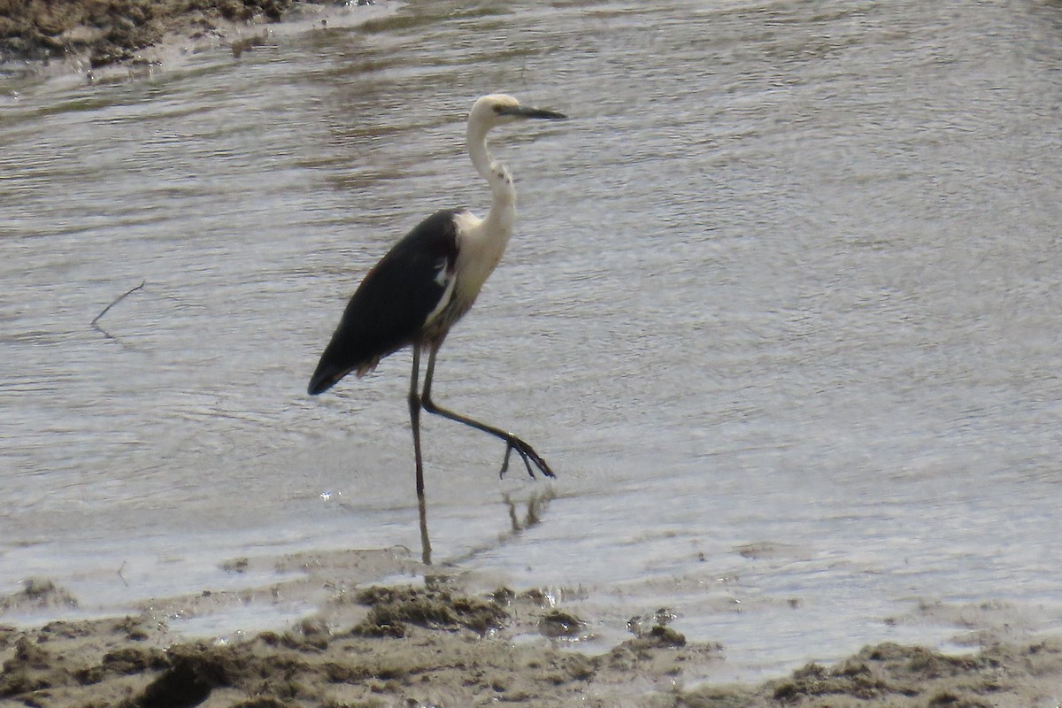 Pacific Heron - ML644294120