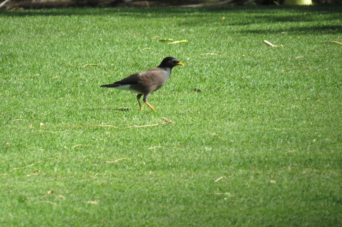 מיינה מצויה - ML644294121