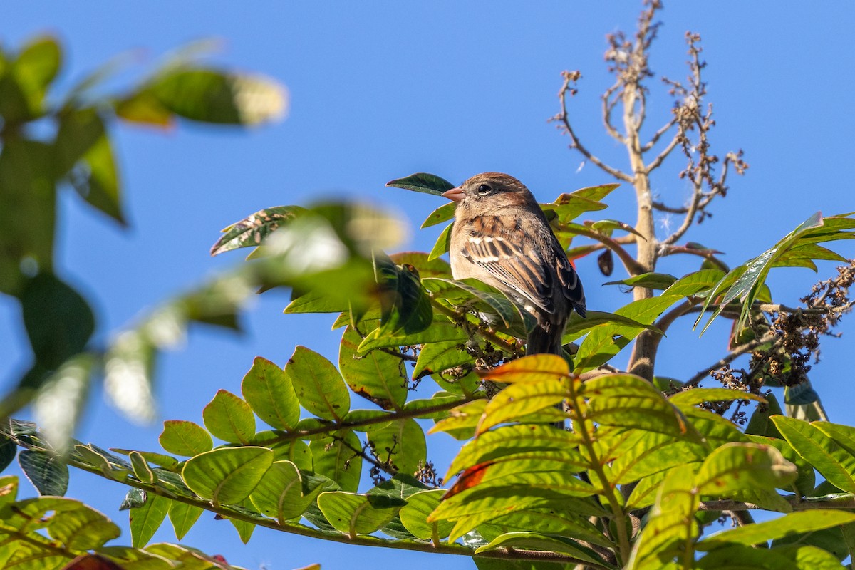 Chipping Sparrow - ML644294122