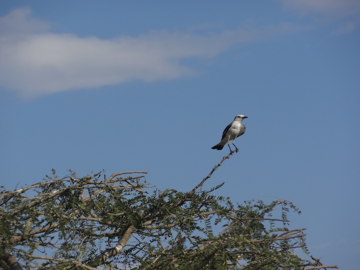 White-rumped Monjita - ML644294123