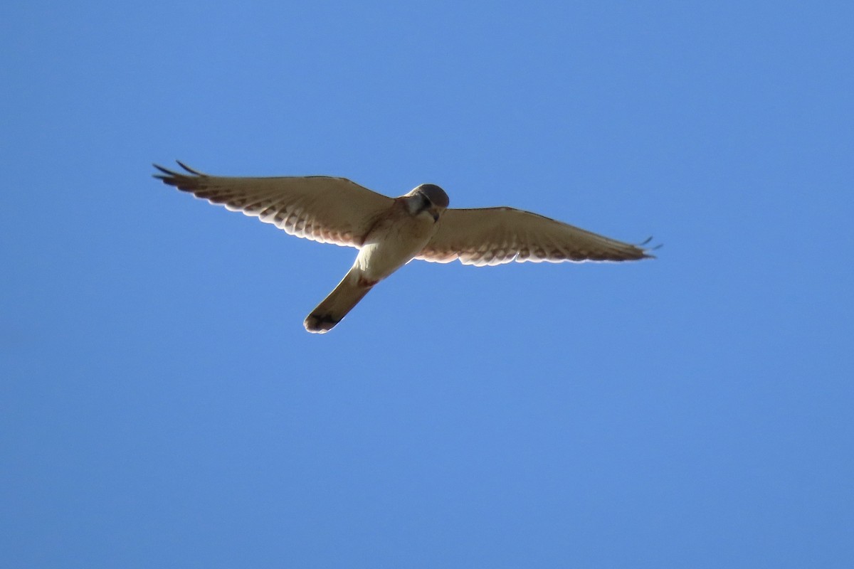 Nankeen Kestrel - ML644294124