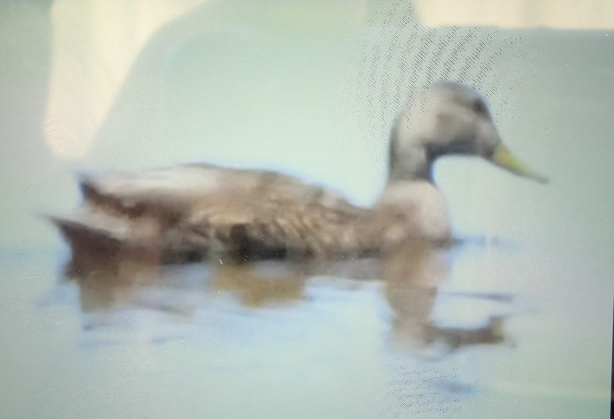 Mexican Duck - ML644294125