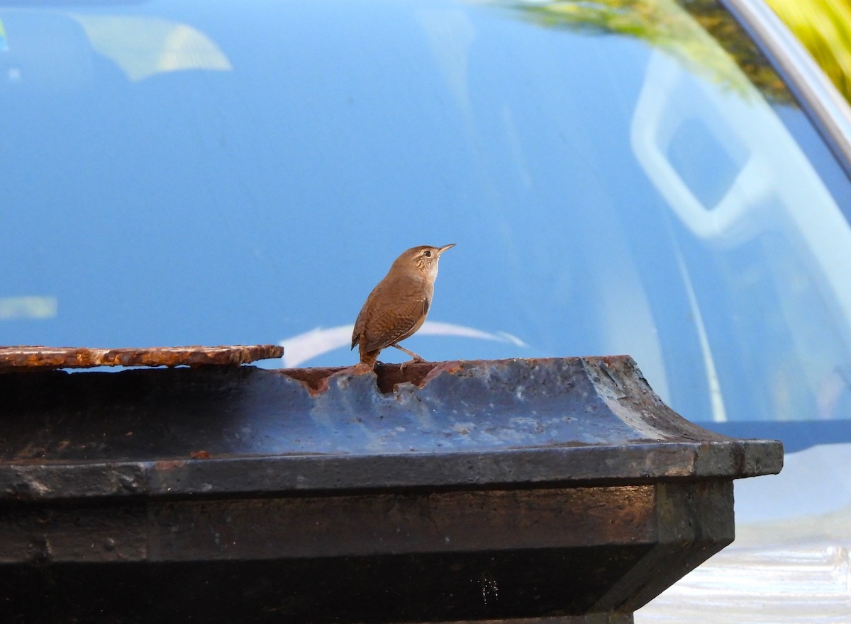 Southern House Wren - ML644294126