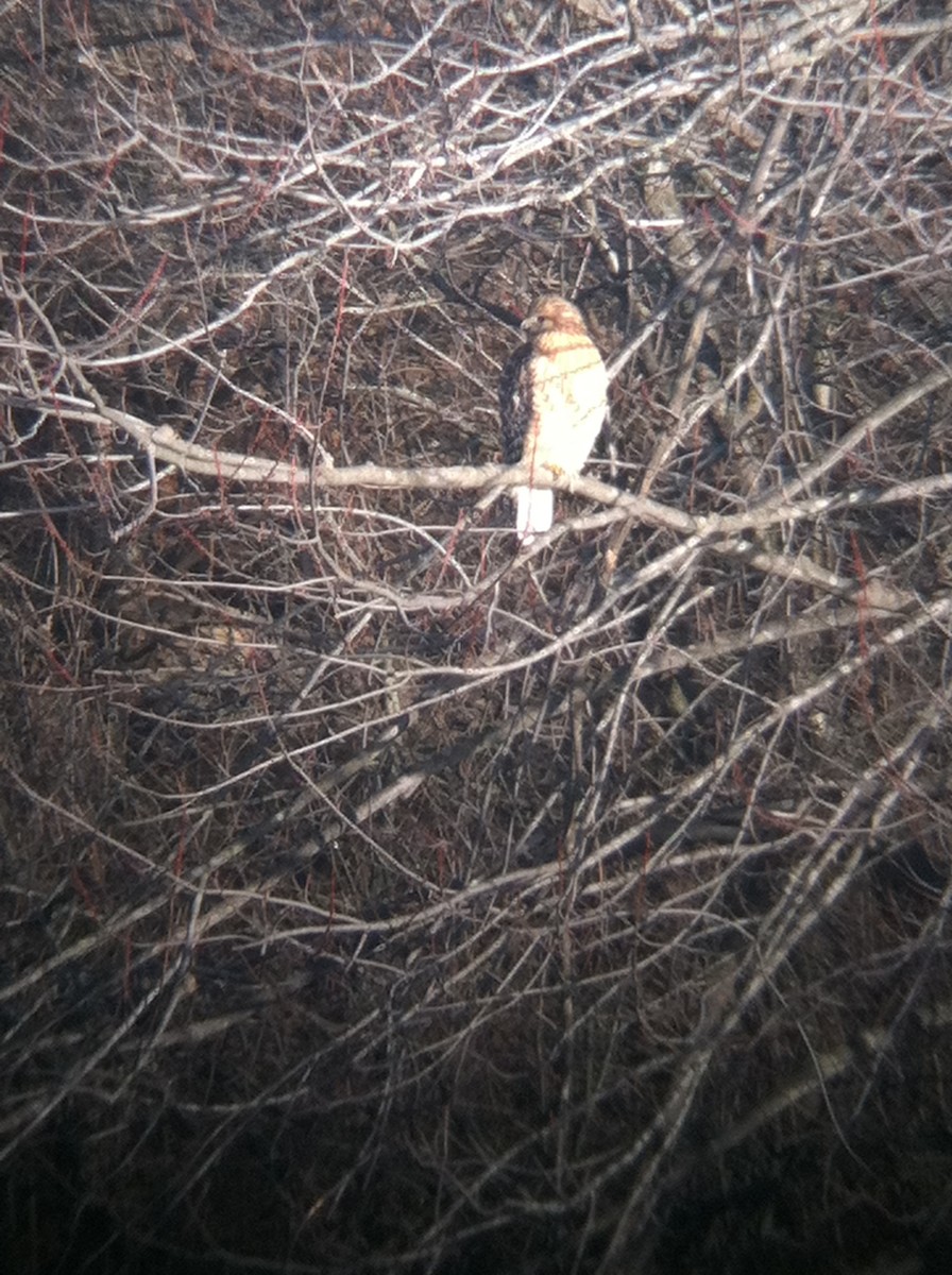 Buse à épaulettes - ML644294129