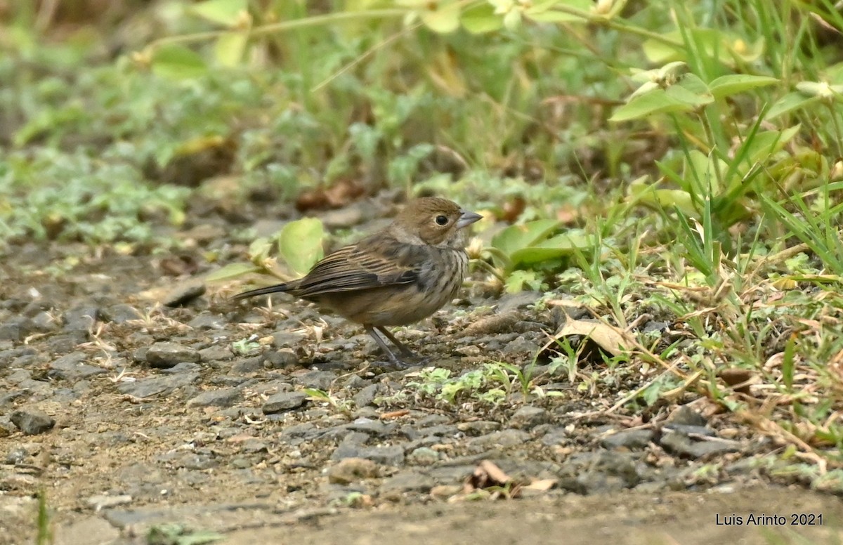 Якарина - ML644294140