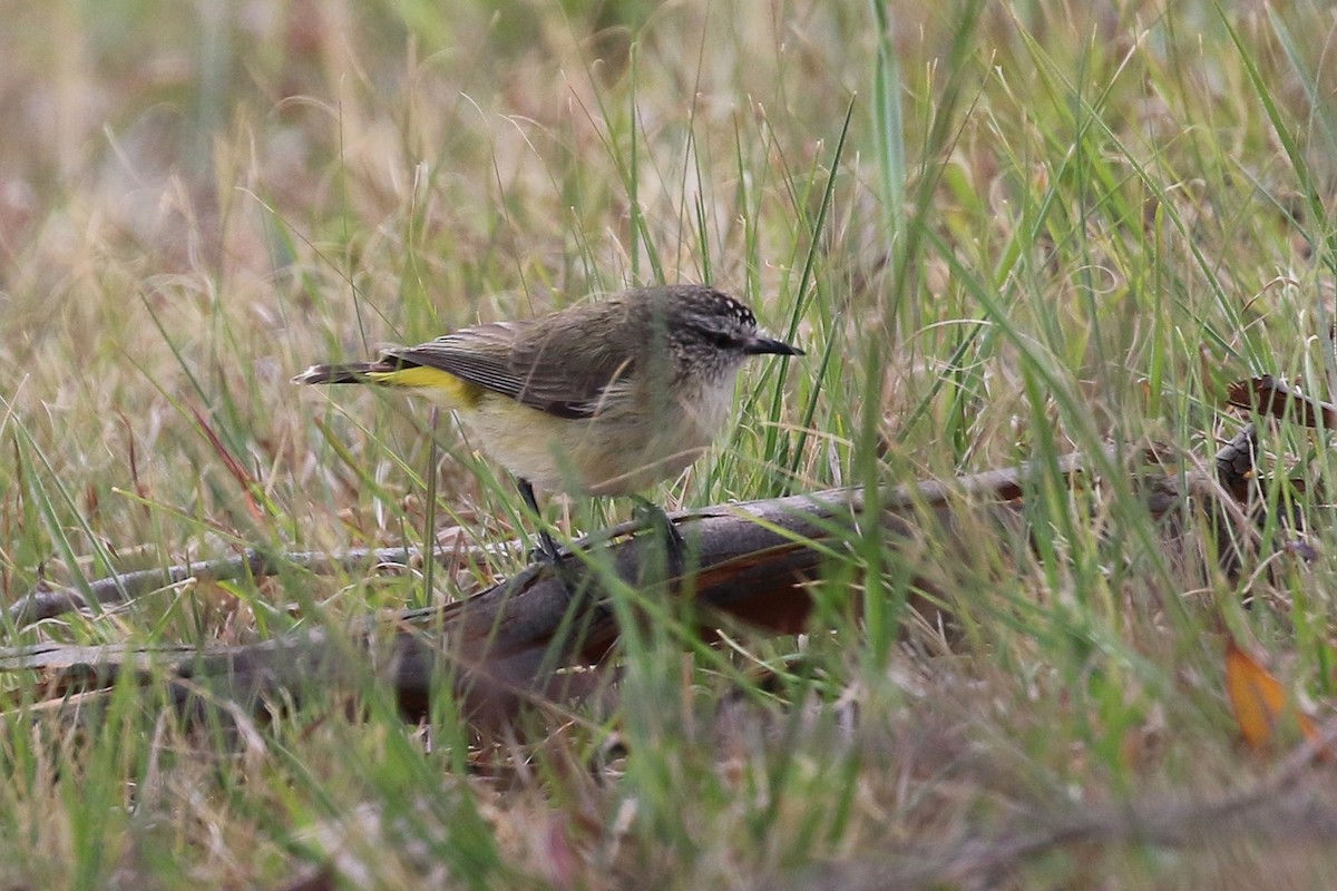 Yellow-rumped Thornbill - ML644294152