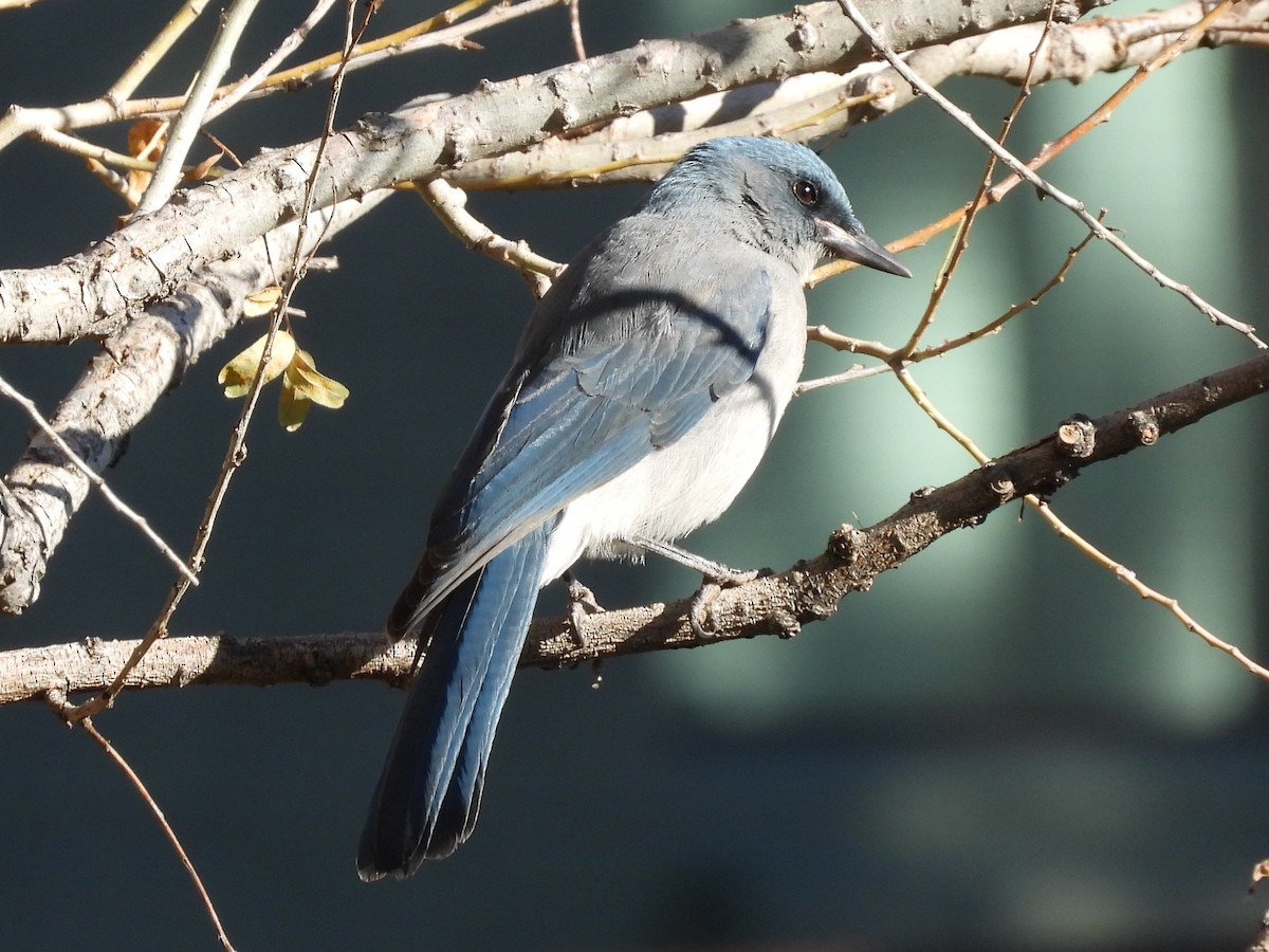 mexicoskrike - ML644294154