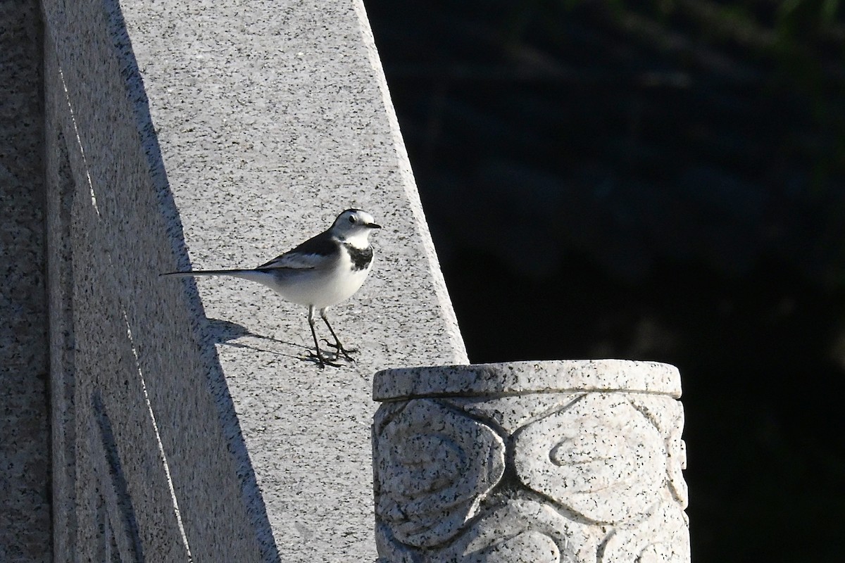 Lavandera Blanca (del Amur) - ML644294158