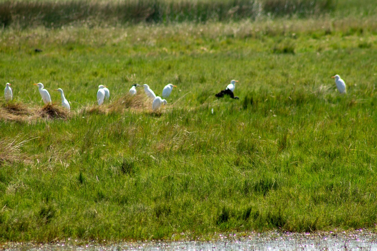 Western Cattle-Egret - ML644294160