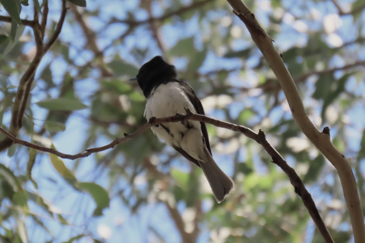 ナマリイロヒラハシ - ML644294177