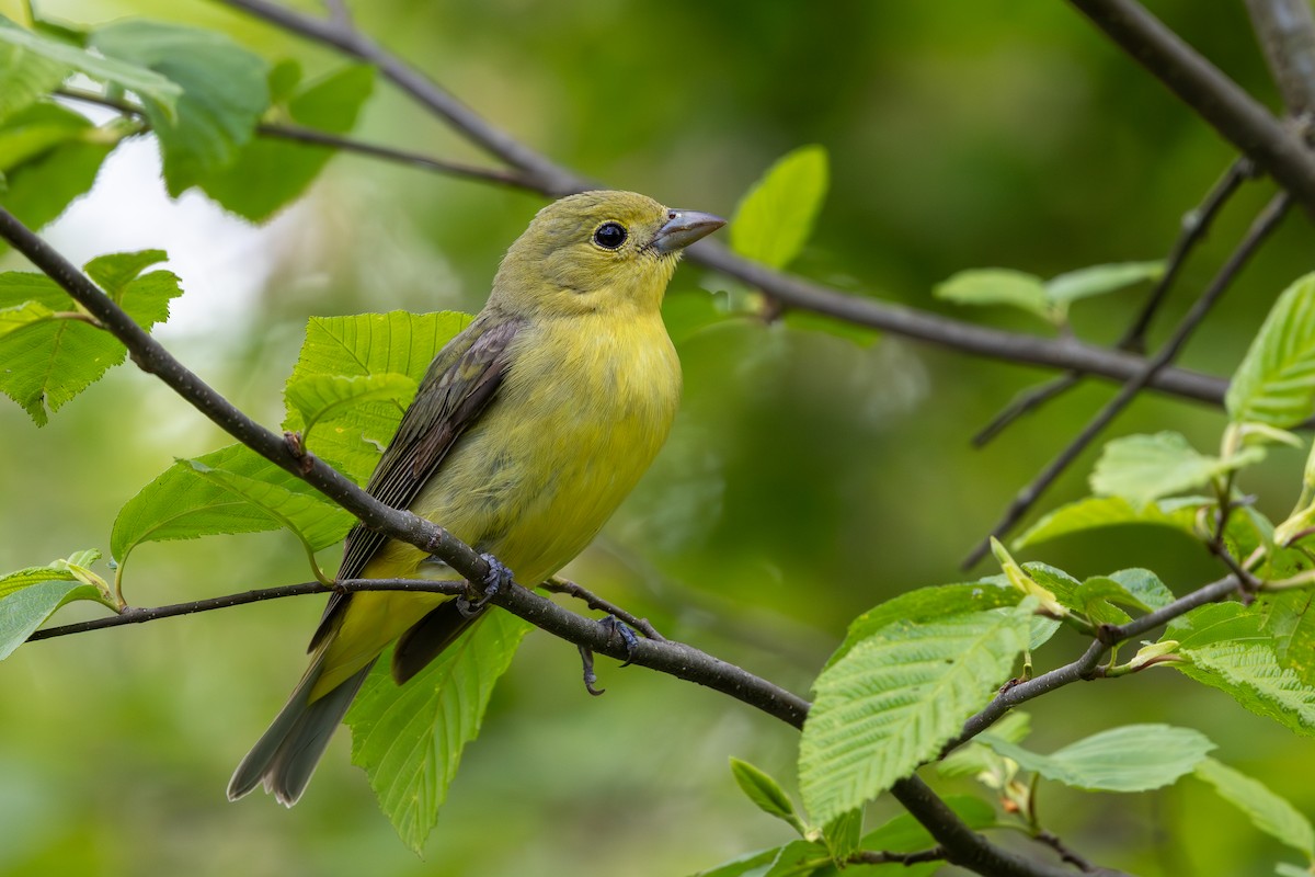 Scarlet Tanager - ML644294179