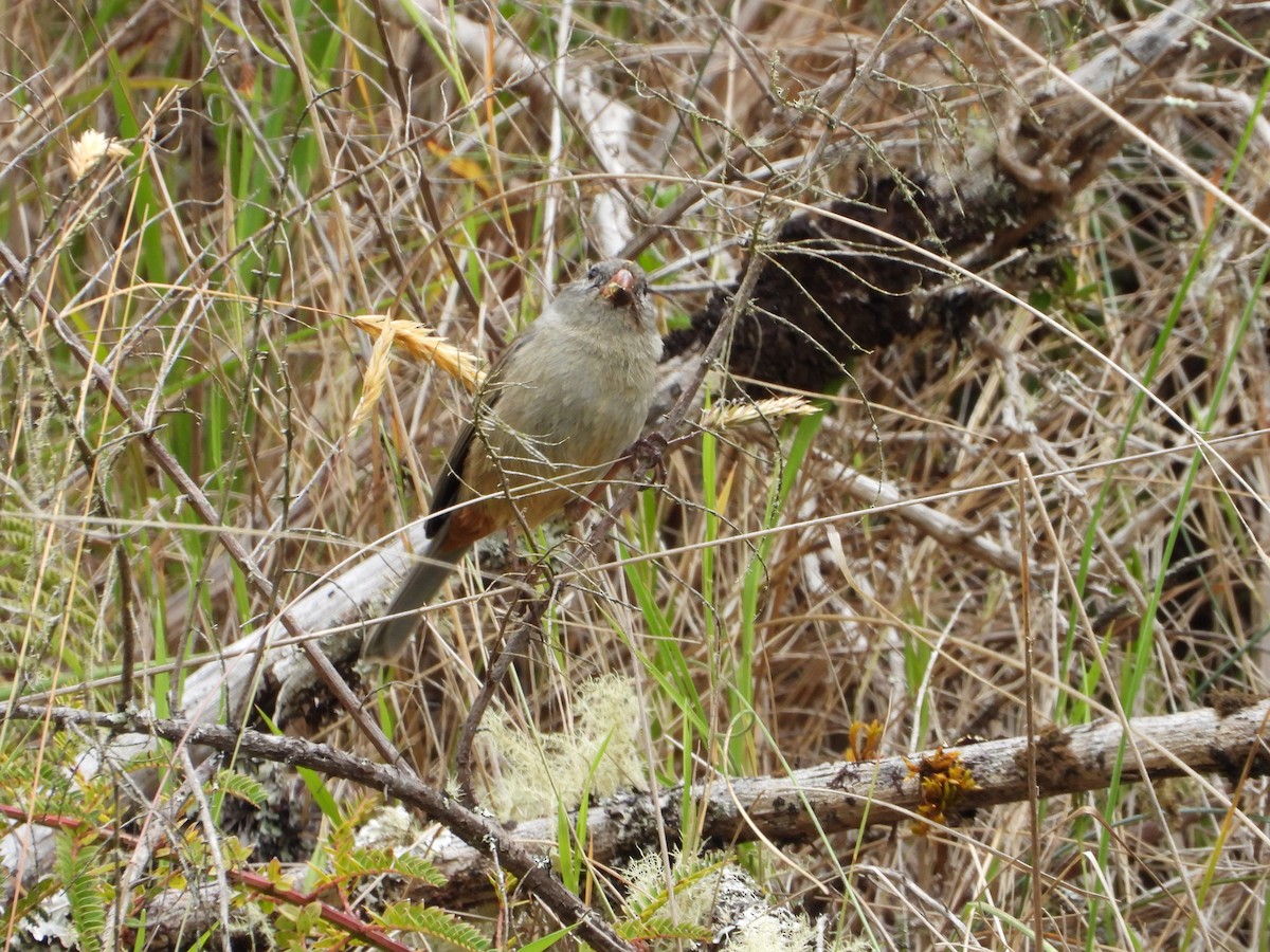 Plain-colored Seedeater - ML644294182
