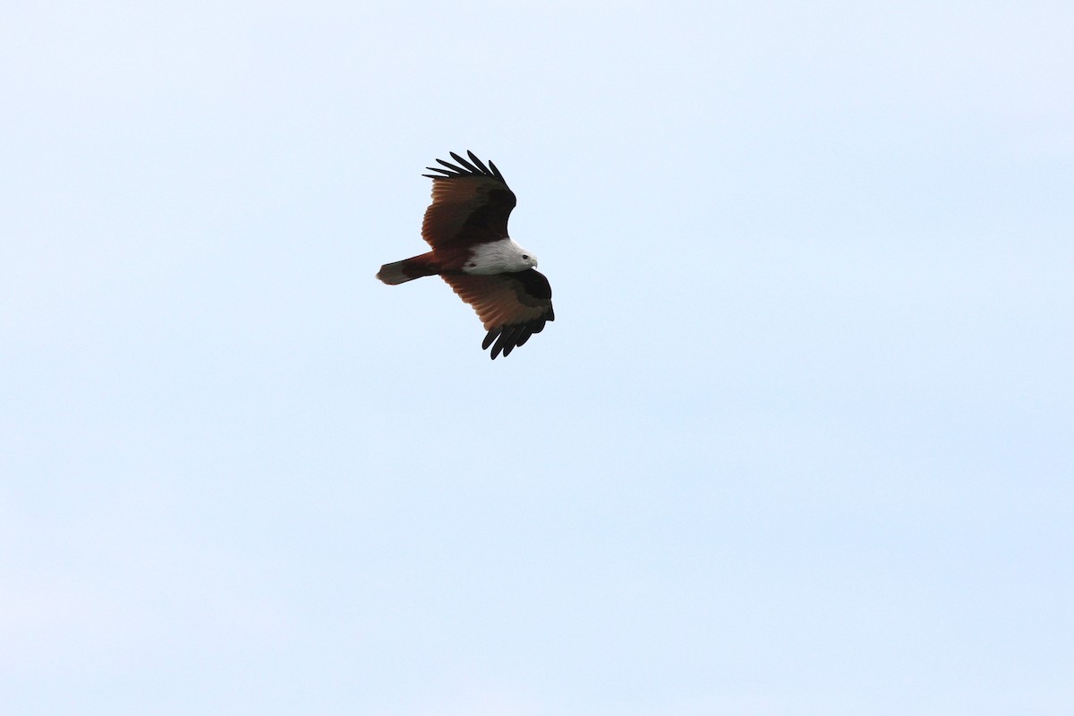 Brahminy Kite - ML644294184