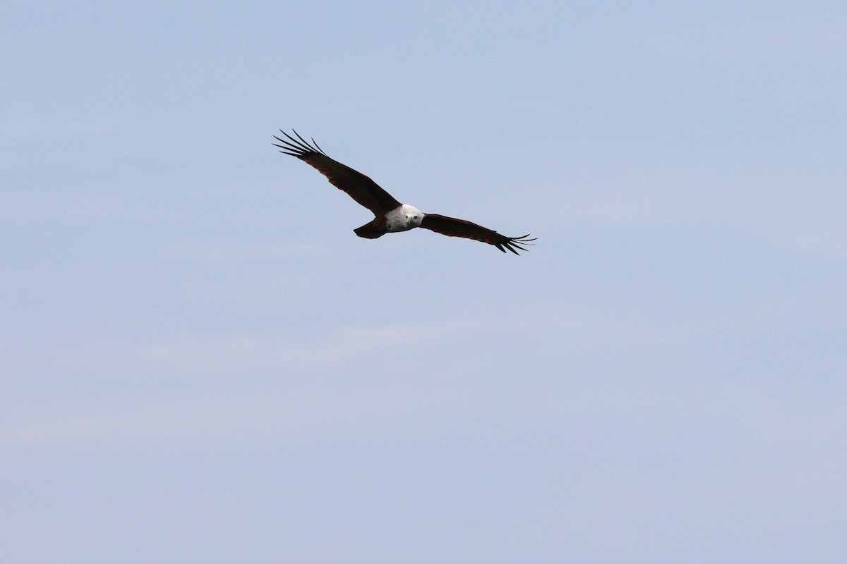 Brahminy Kite - ML644294185