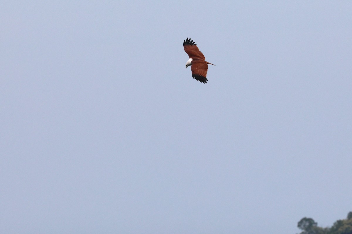 Brahminy Kite - ML644294186