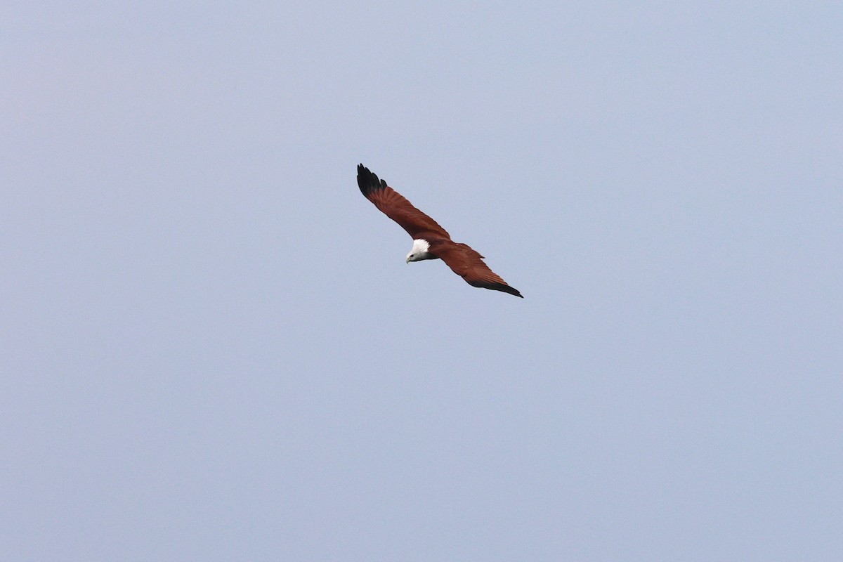 Brahminy Kite - ML644294187