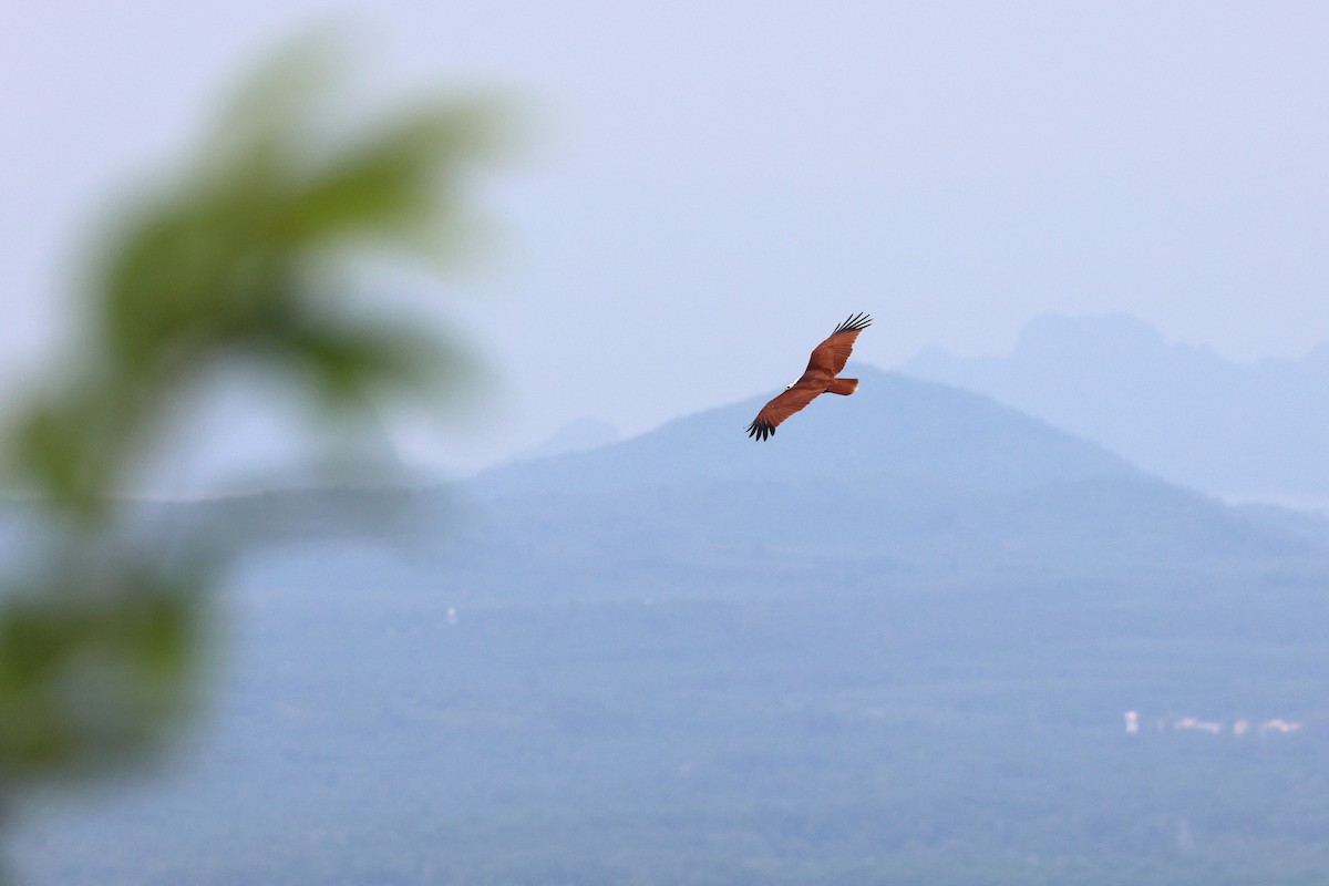 Brahminy Kite - ML644294188