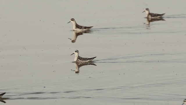 Red-necked Phalarope - ML644294190