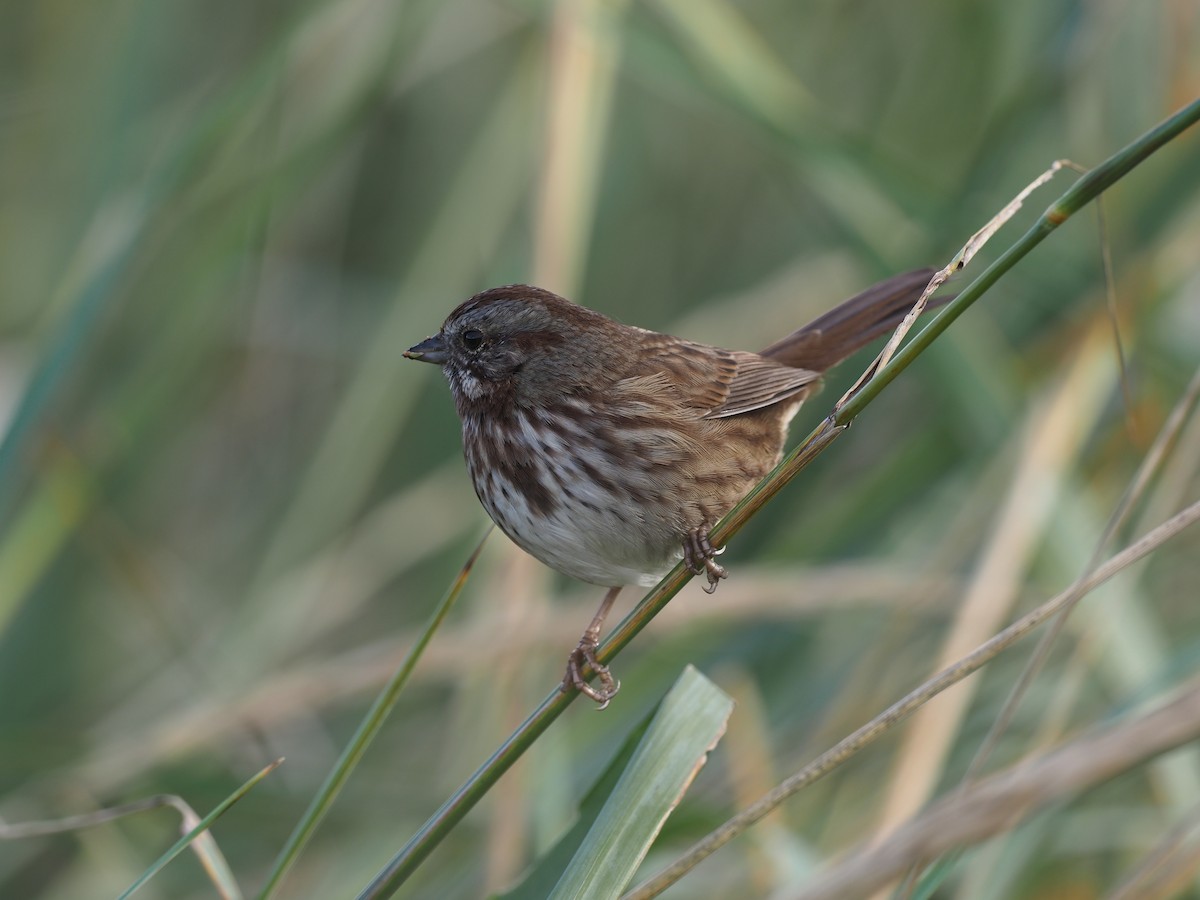 Song Sparrow - ML644294191