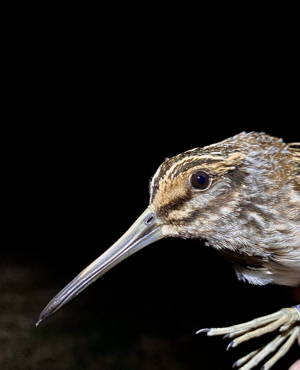 Frullino - ML644294196