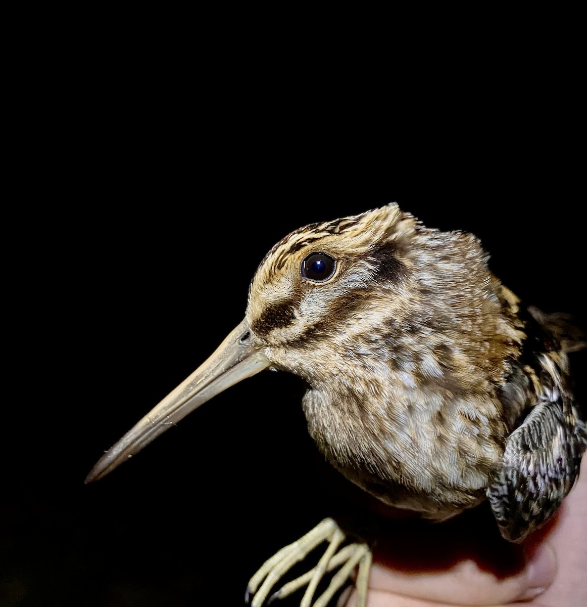 Frullino - ML644294197