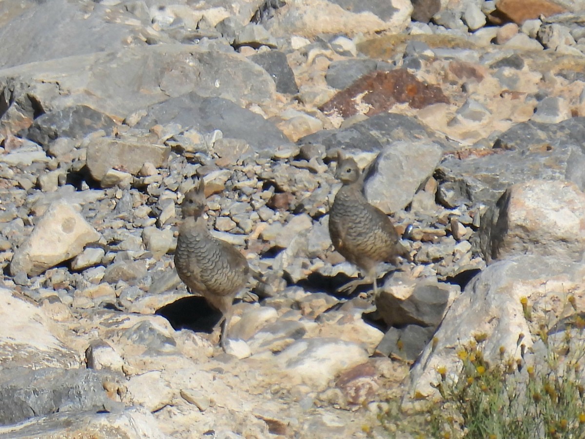 Scaled Quail - ML644294200